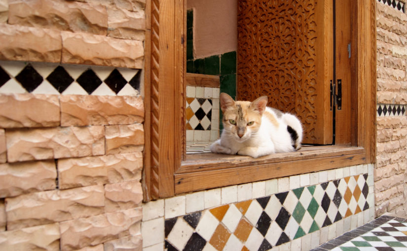 Handcrafted Zellige Tile Collection Celebrates Authentic Moroccan Artistry